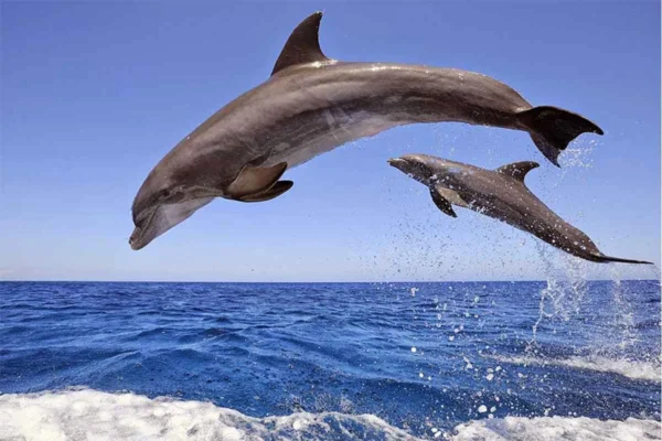 Dolphin House by Yacht